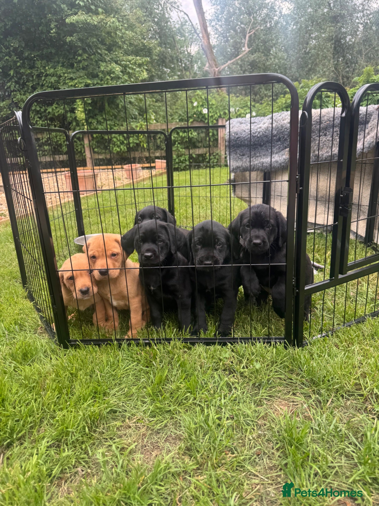Springador dogs Springadore puppies for sale  - Advert 2