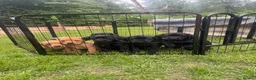 Springador dogs for sale: Springadore puppies for sale  in Thetford - Advert 1