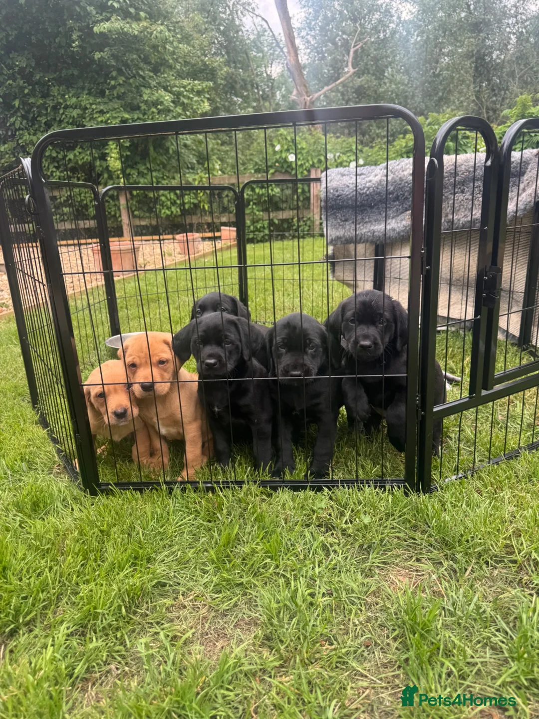 Springador dogs for sale: Springadore puppies for sale  in Thetford - Advert 1