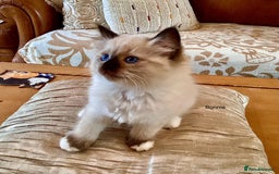 Ragdoll cats for sale: 3 Pedigree Ragdoll Kittens For Sale - Image 6