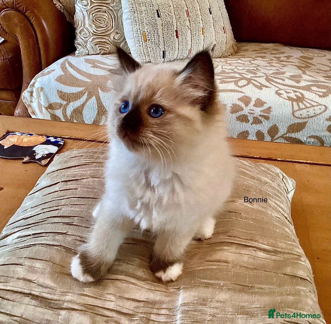 Ragdoll cats for sale: 3 Pedigree Ragdoll Kittens For Sale - Image 6