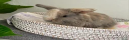 Mini Lop rabbits for sale: Baby Mini Lop's Ready To Leave 6th June in Birmingham - Advert 9