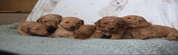 Cavapoo dogs for sale: 6 Cavapoos for sale - Advert 2
