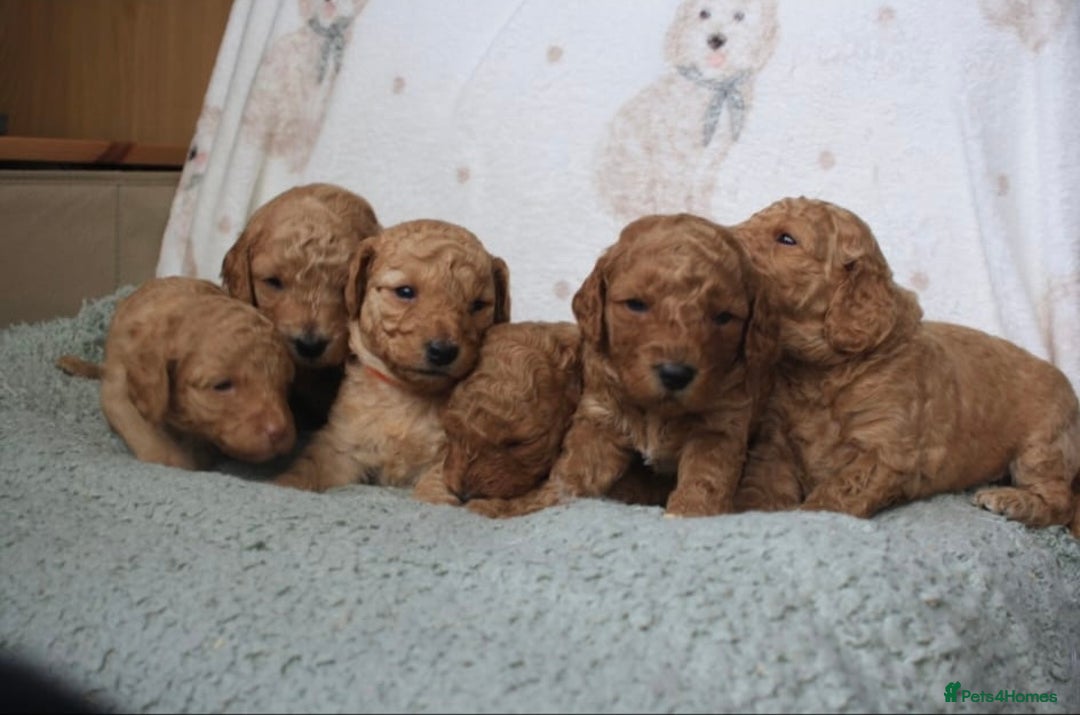 Cavapoo dogs for sale: 6 Cavapoos for sale - Advert 2