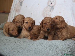 Cavapoo dogs 6 Cavapoos for sale - Advert 13