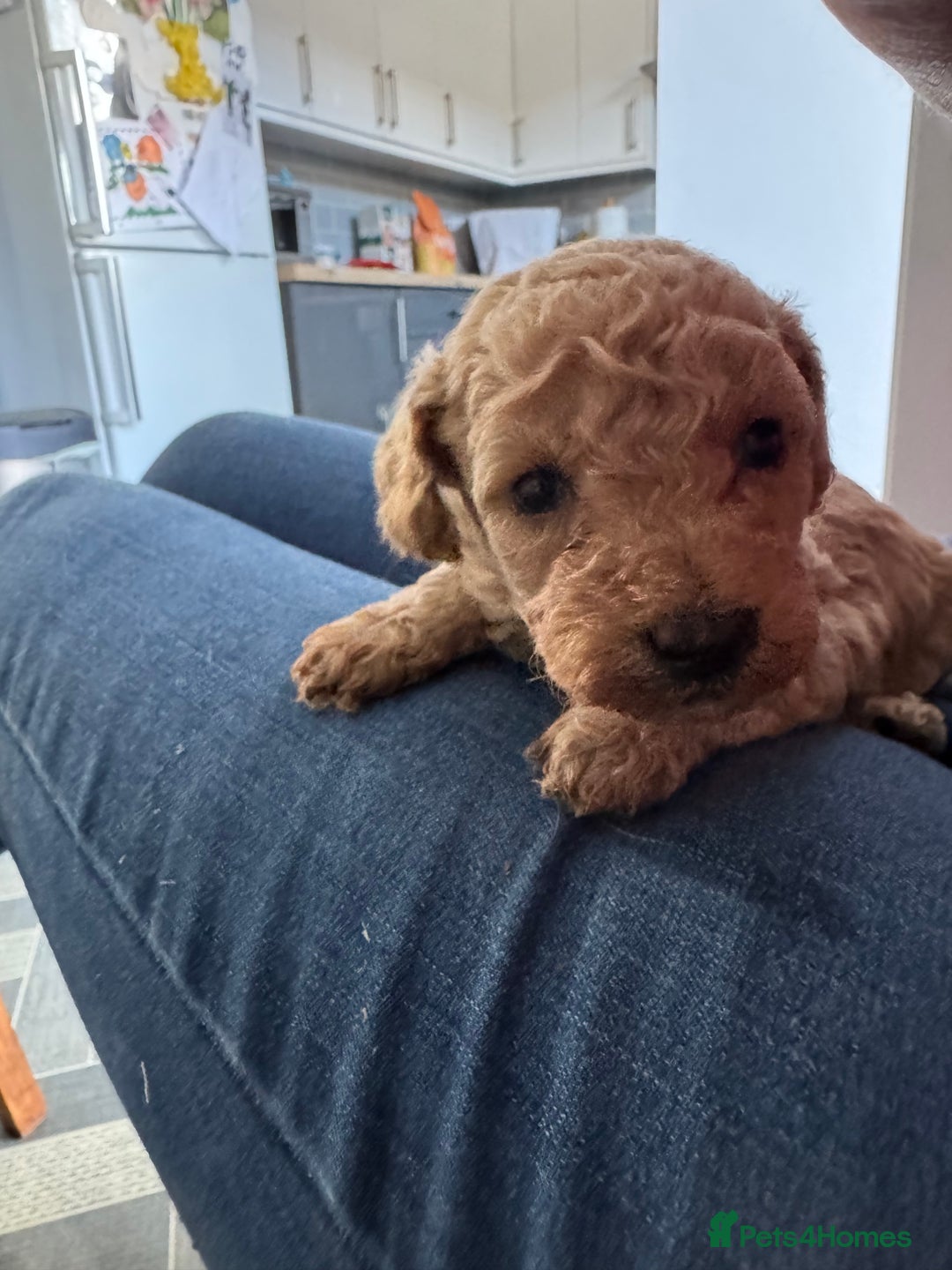 Toy Poodle dogs for sale: Toy Poodles  - Image 8