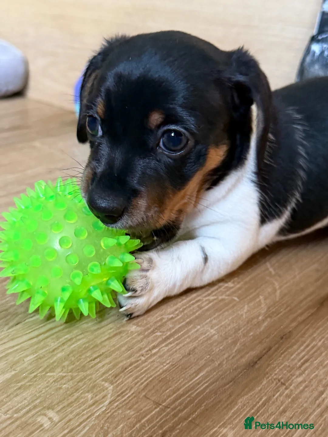 Jackshund dogs for sale: F2 generation miniature dachshund/Jack Russell  - Advert 1