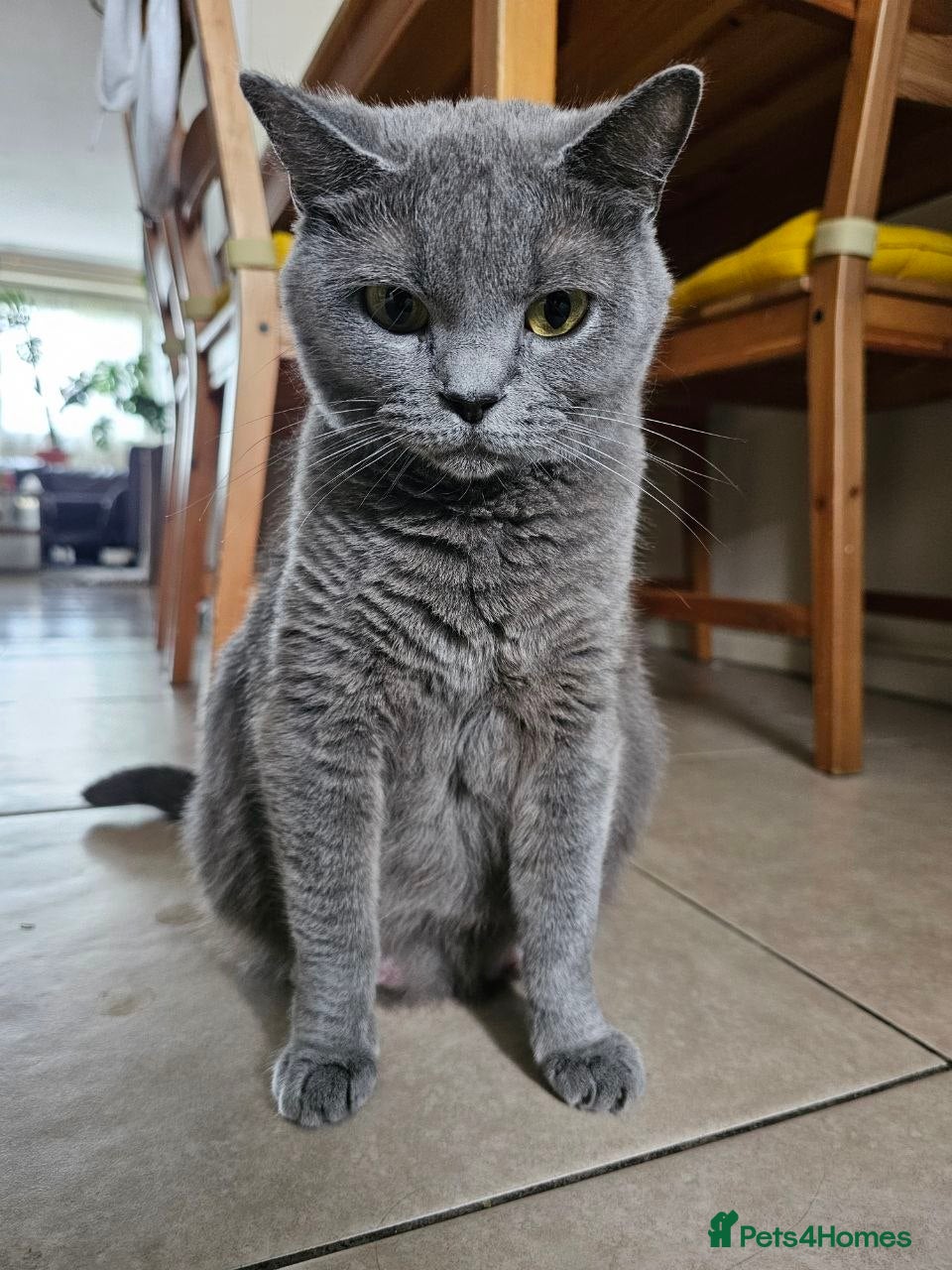 British Shorthair cats Beautiful British Shorthair Kittens – East London - Advert 2