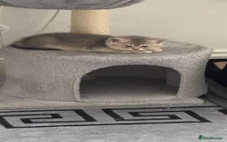 Scottish Fold cats for sale: Scottish Fold Kittens – Ready for New Homes  - Image 6