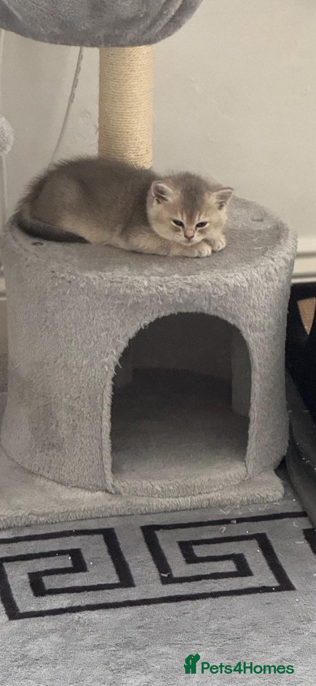 Scottish Fold cats for sale: Scottish Fold Kittens – Ready for New Homes  - Image 6