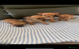 Mixed Breed dogs for sale: 8-Week-Old Puppies for Sale 3 Males, 1 Female - Image 2