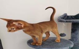 Abyssinian cats for sale: Available NOW 🤩Abyssinian kittens 😍 in Lincoln - Image 22
