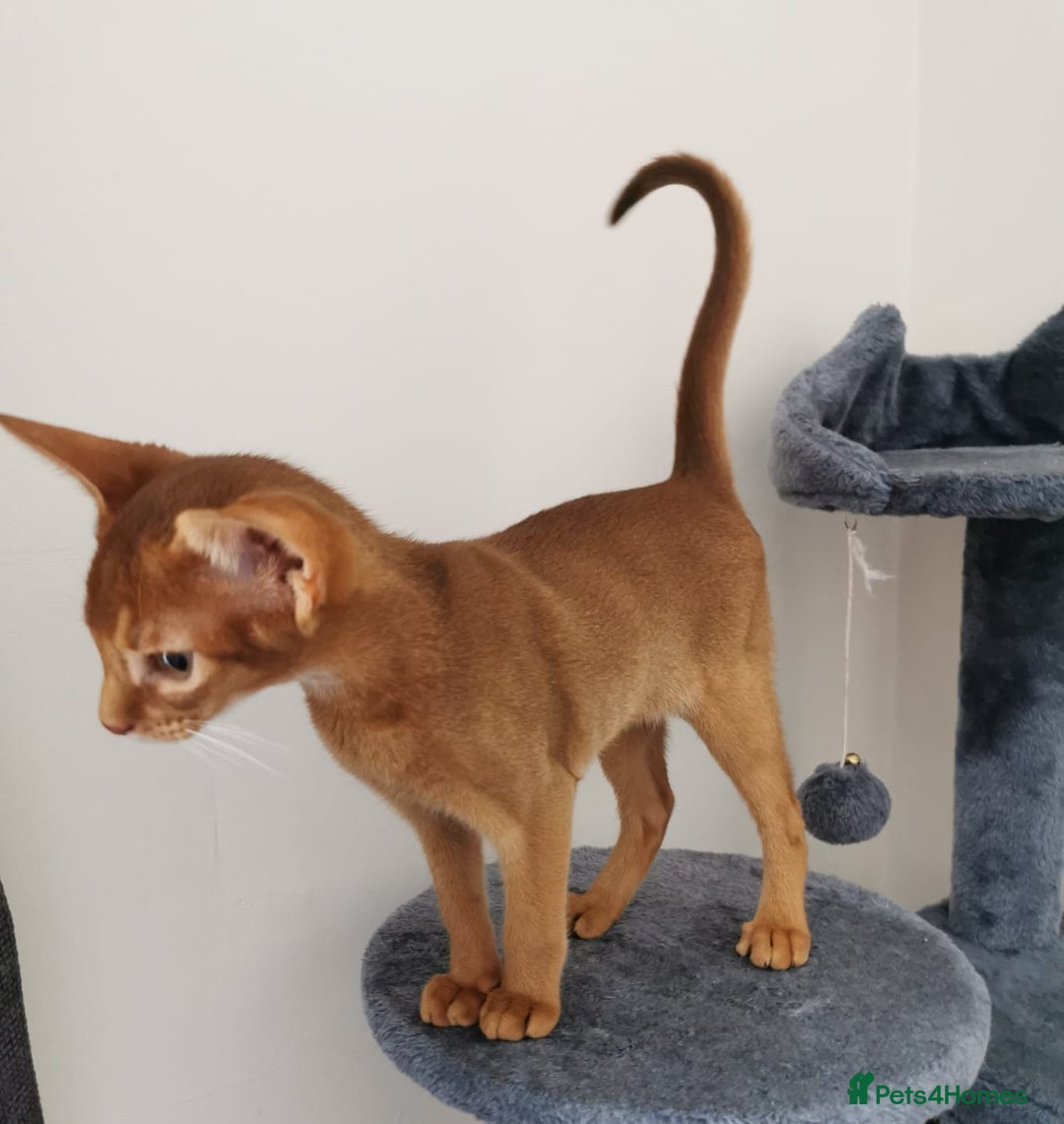 Abyssinian cats for sale: Available NOW 🤩Abyssinian kittens 😍 in Lincoln - Image 22