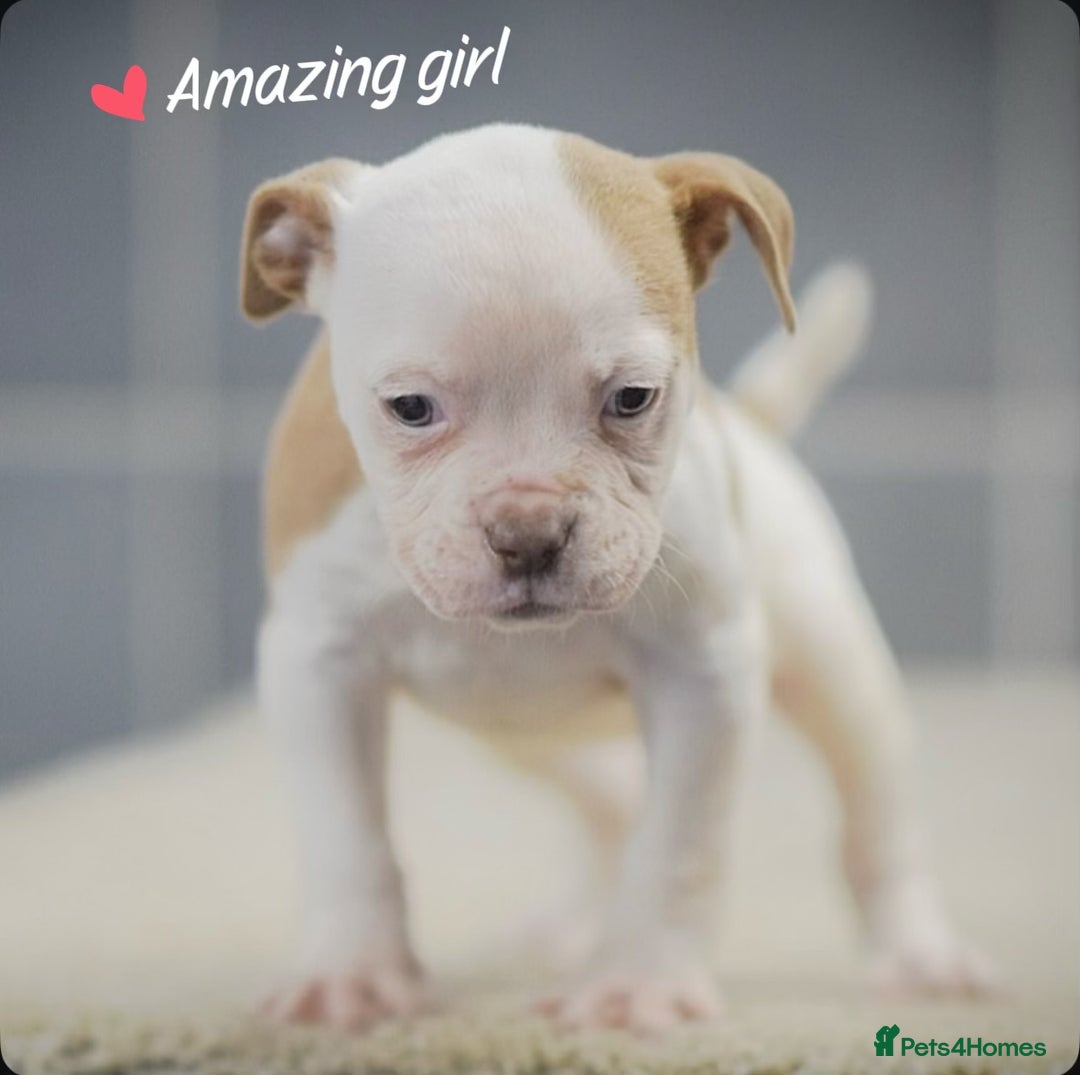 Old Tyme Bulldog dogs for sale: 5⭐️RATED COUNCIL APPROVED💥LICENSED 23 YEAR EXPERT - Advert 5