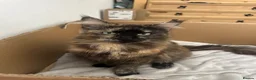 Mixed Breed cats for sale: 1/2 maincoon kittens  - Advert 2