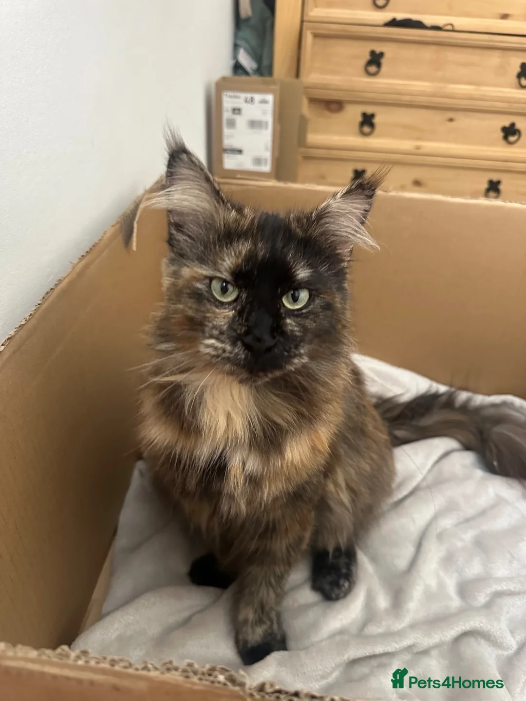Mixed Breed cats for sale: 1/2 maincoon kittens  - Advert 2