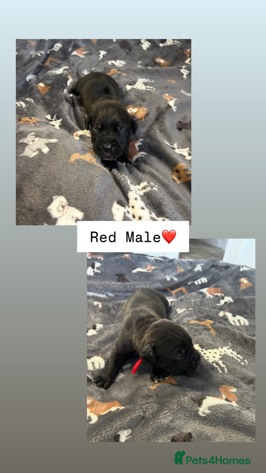 Mixed Breed dogs for sale: Stunning mastiff pups🐾 - Image 4