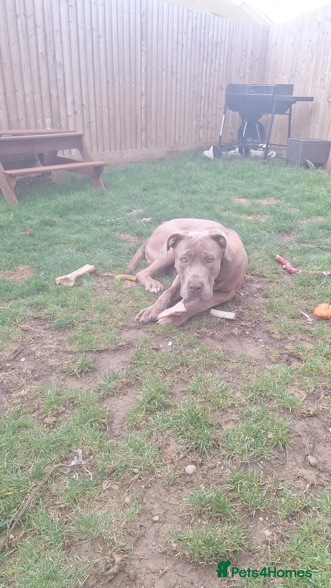 Cane Corso dogs for sale: Cane Corso - Advert 3