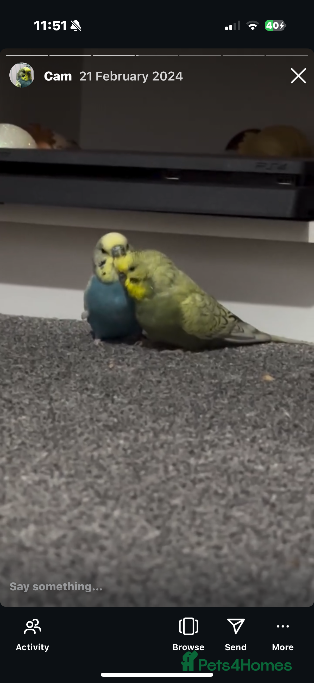 Budgerigars birds Two Male Budgies  - Advert 1