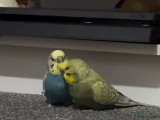 Budgerigars birds Two Male Budgies - Advert 1