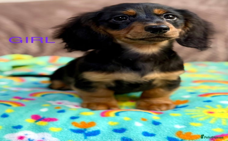 Dachshund dogs - Advert 7
