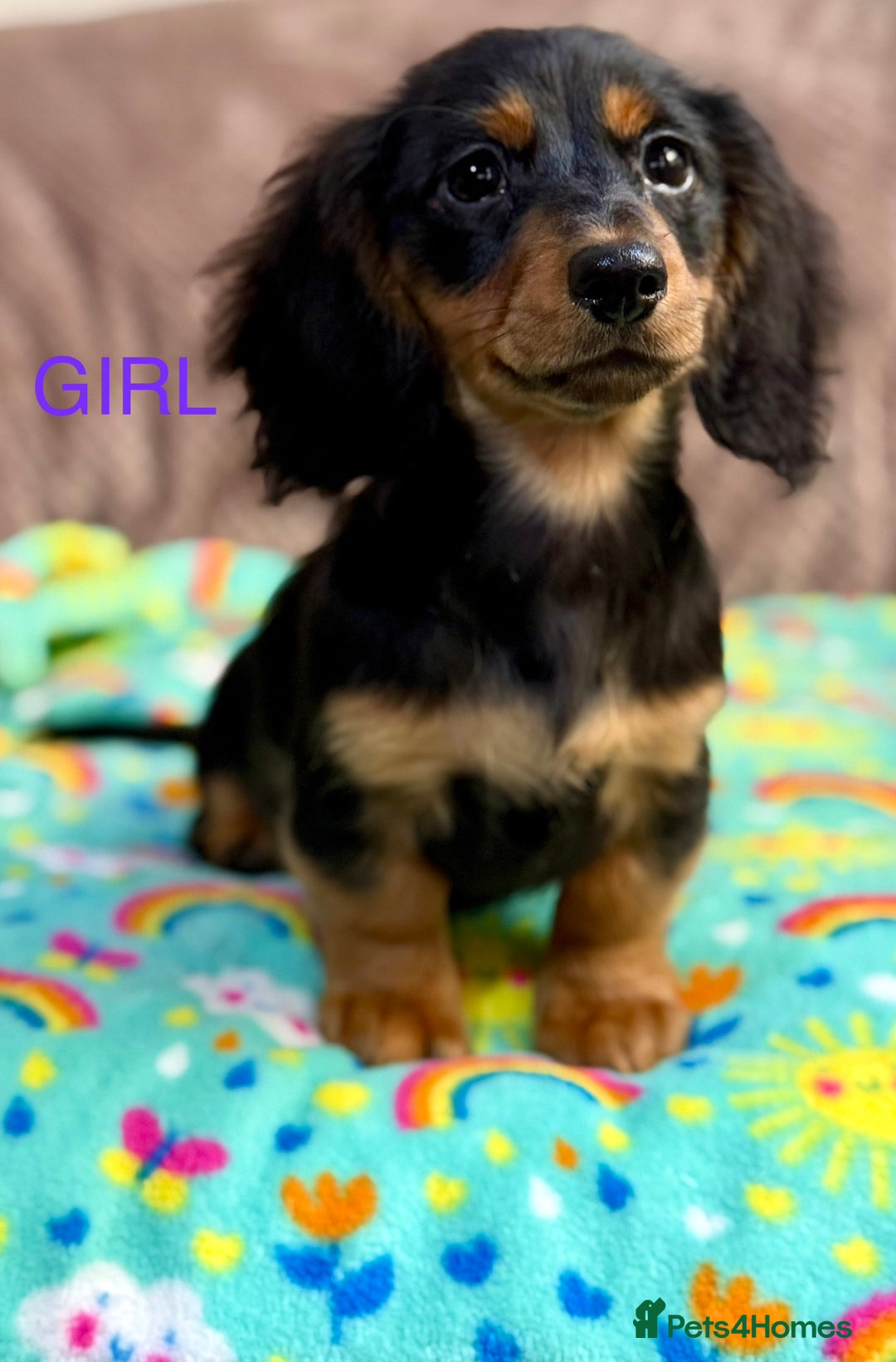 Dachshund dogs for sale: Dachshunds - Image 1