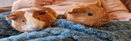Guinea Pig rodents for sale: Two bond brothers ready on 11th feb 26 - Advert 7