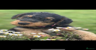 Airedale Terrier dogs in Kettering - Advert 6