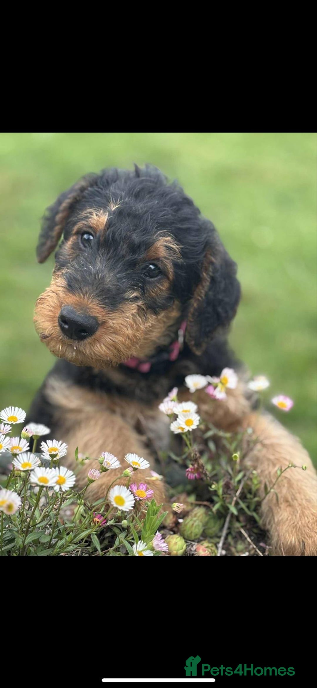 Airedale Terrier dogs for sale: Just 2 KC Registered Airedale Boys Available  in Kettering - Image 3