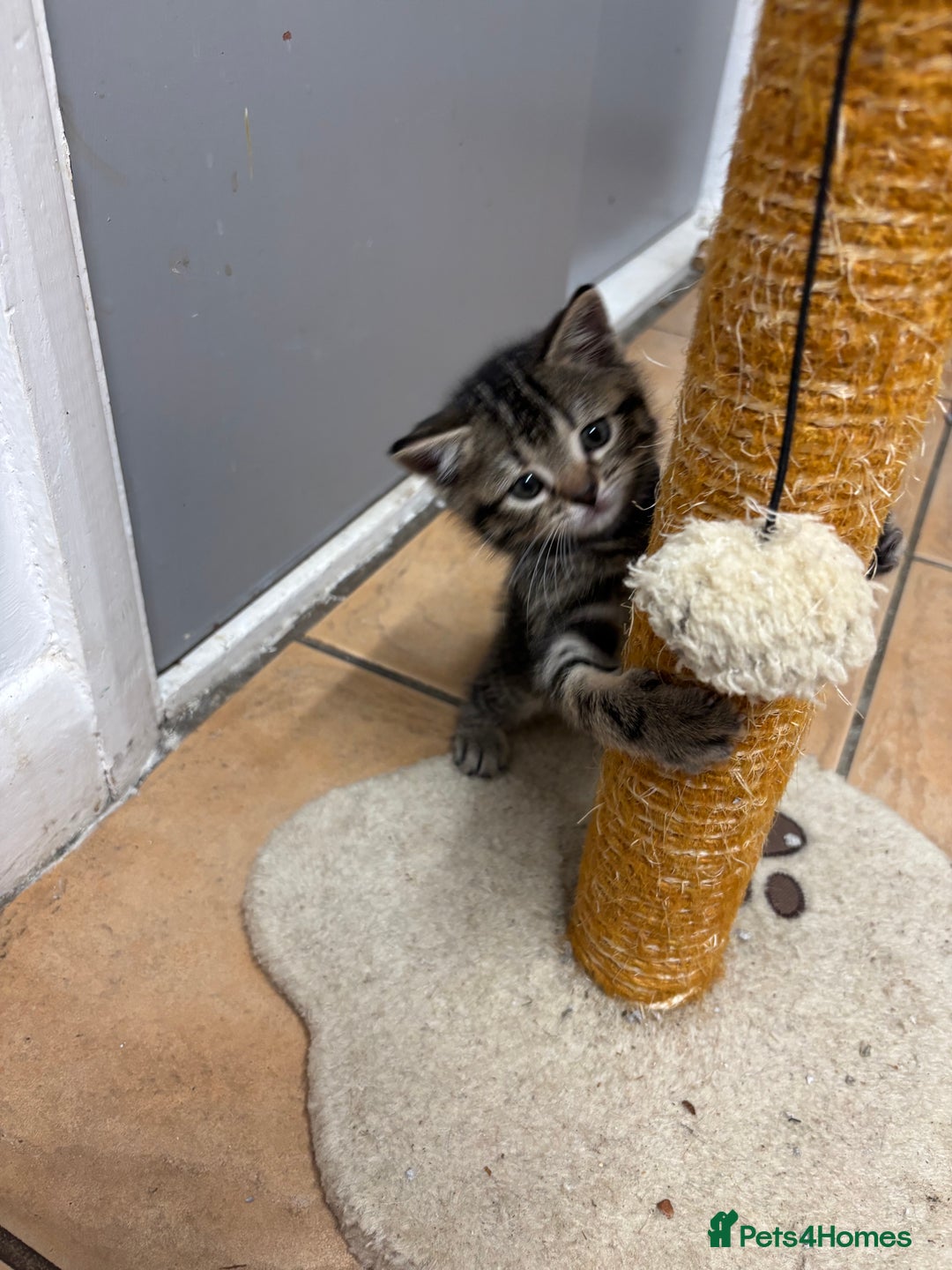 British Shorthair cats for sale: Kittens for sale - Advert 2