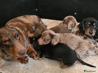 Miniature Dachshund dogs KC reg, gorgeous litter, pra clear.5* Licensed - Advert 14