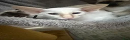 Oriental cats for sale: Oriental and Siamese kittens.  - Advert 3