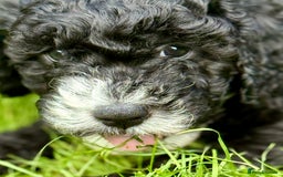 Cockapoo dogs for sale: 🐾 Gorgeous F2 Cockapoo Puppies 🐾 - Image 6