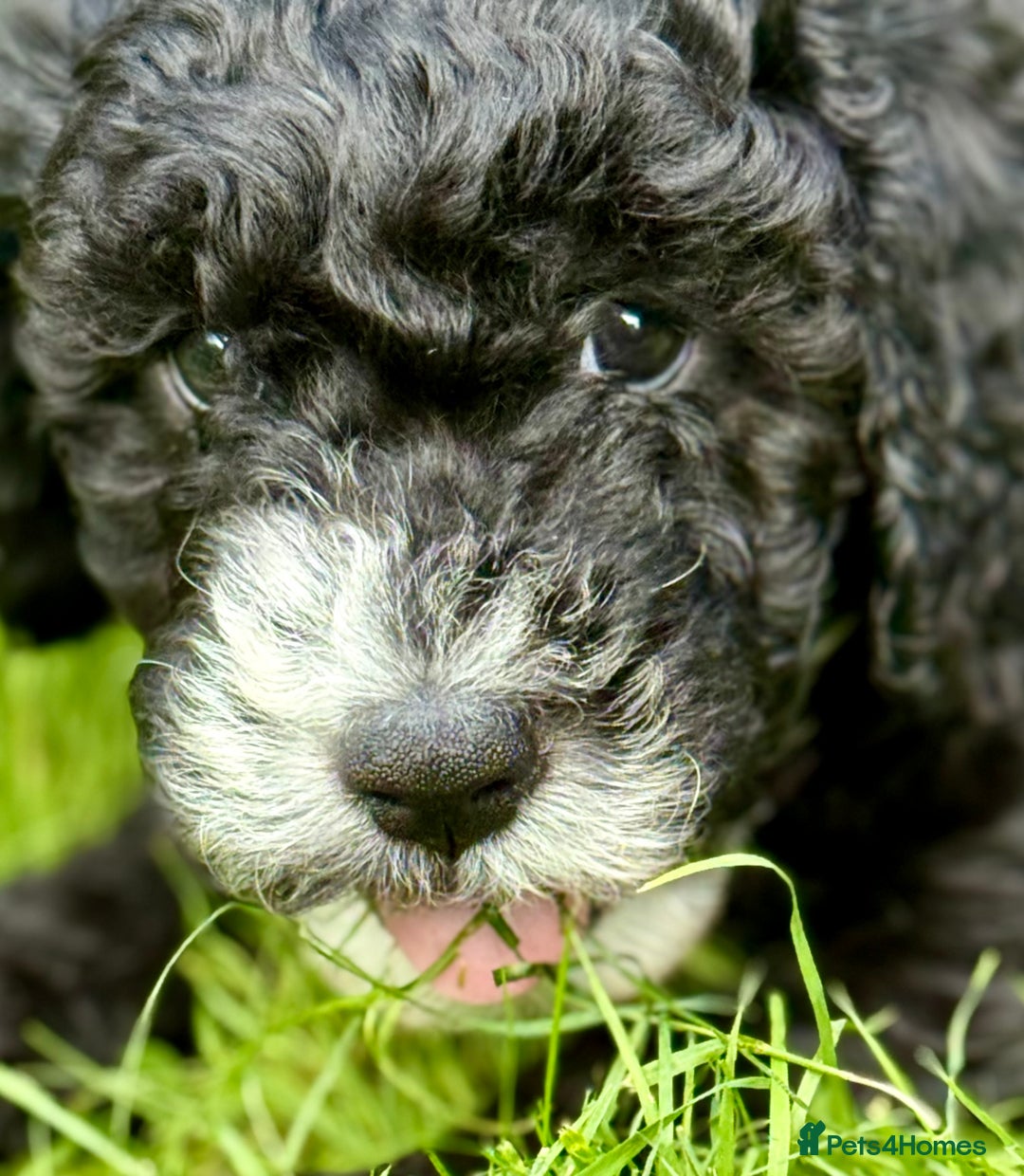 Cockapoo dogs for sale: 🐾 Gorgeous F2 Cockapoo Puppies 🐾 - Image 6