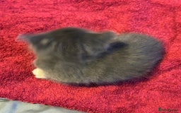Mixed Breed cats for sale: Beautiful kittens  - Image 19