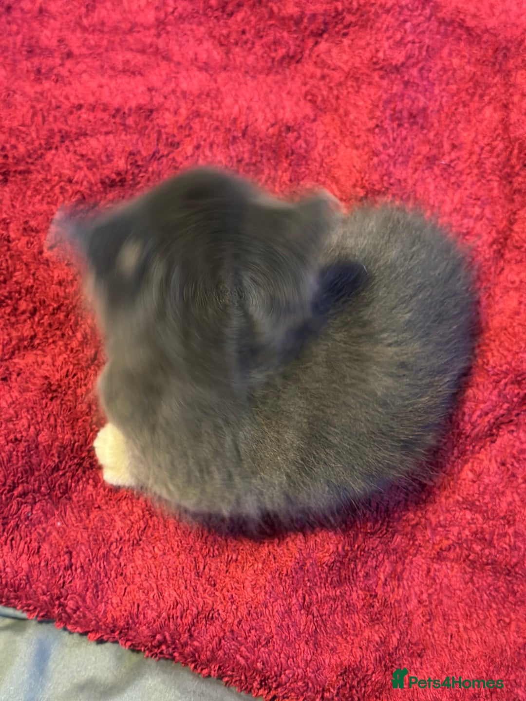 Mixed Breed cats for sale: Beautiful kittens  - Image 19