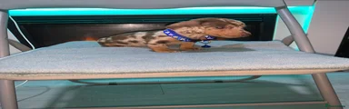 Miniature Dachshund 4
