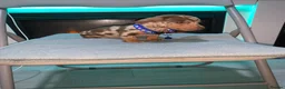 Miniature Dachshund dogs for sale: Kc Miniture dachshund 7 puppy's for sale in Birmingham - Advert 5