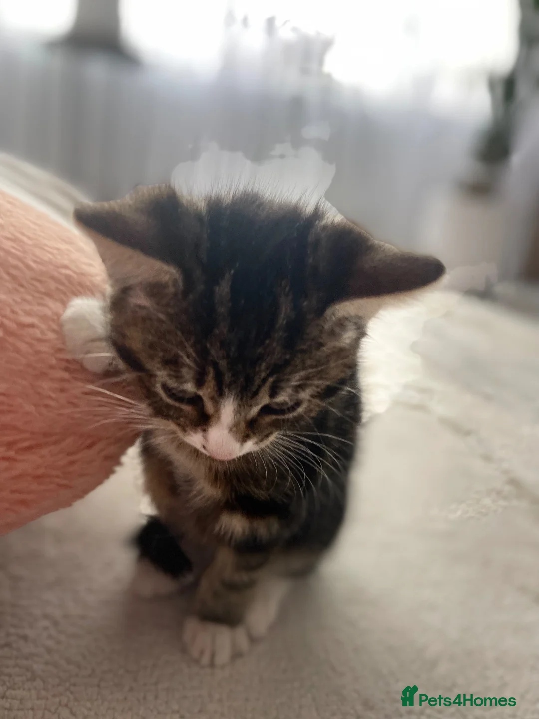 Mixed Breed cats for sale: Playful female kitten looking for a loving home - Advert 4