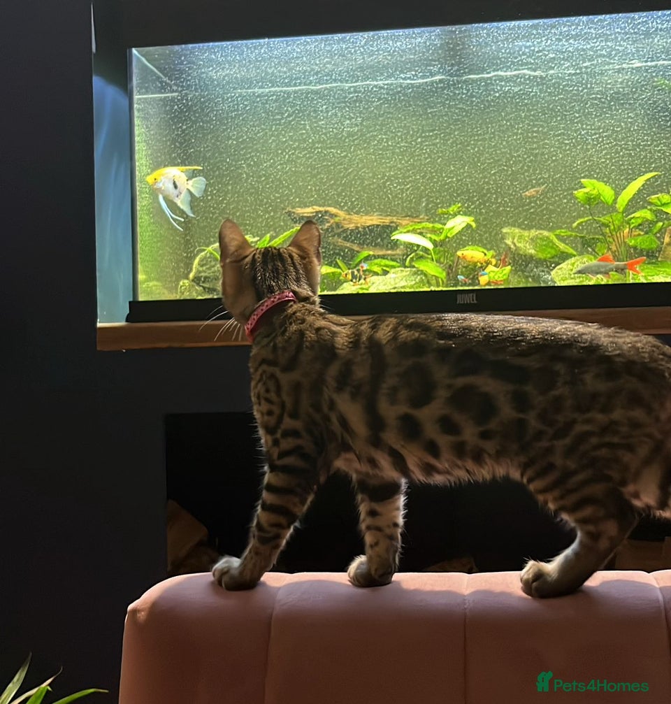 Bengal cats Pure bread Bengals - Advert 1