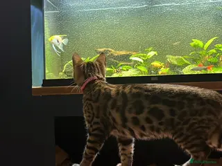 Bengal cats Pure bread Bengals - Advert 1