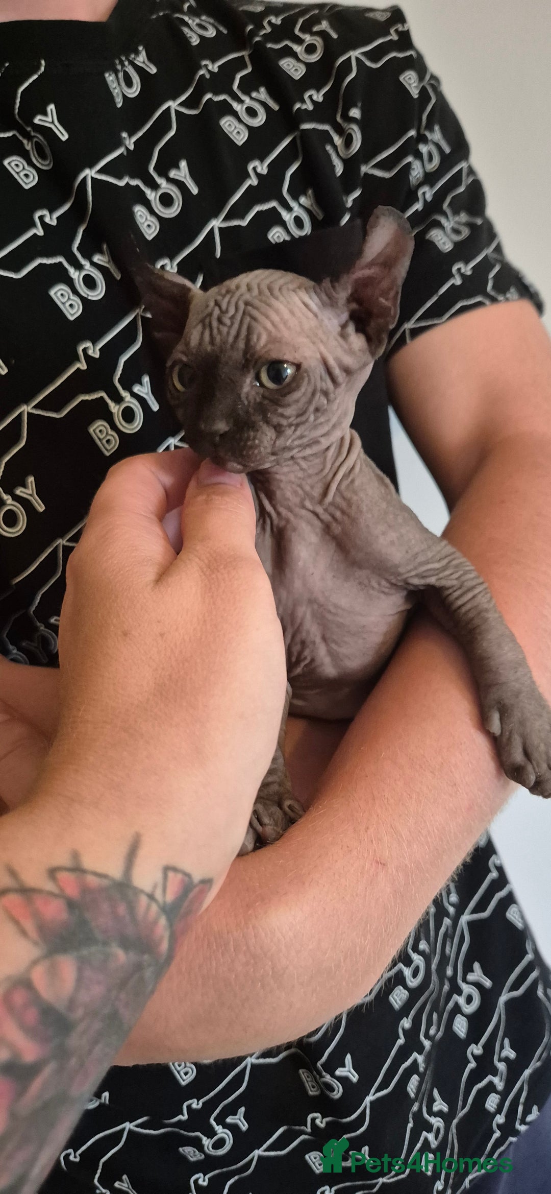 Sphynx cats for sale: Silver elf and black little babies - Image 3