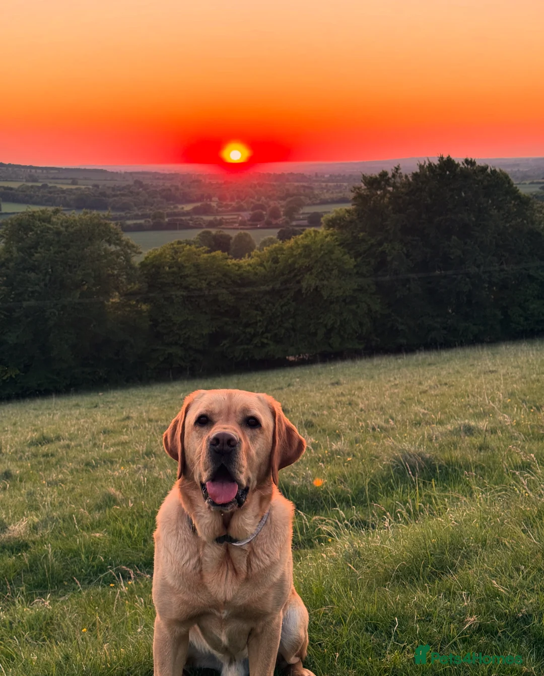 Labrador Retriever dogs for stud: Golden Labrador available for Stud  in Princes Risborough - Advert 1