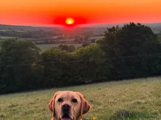 Labrador Retriever dogs Golden Labrador available for Stud - Advert 3