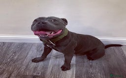 Staffordshire Bull Terrier dogs for stud: REGGIE kc PROVEN (HEALTH TESTED) Dark Blue in Wisbech - Image 3