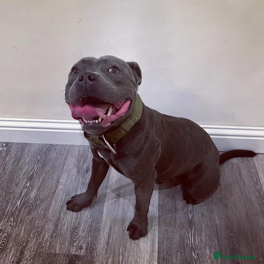 Staffordshire Bull Terrier dogs for stud: REGGIE kc PROVEN (HEALTH TESTED) Dark Blue in Wisbech - Advert 3