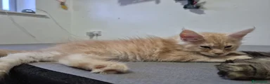 Bongo