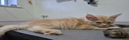 Maine Coon cats for sale: Pedigree gccf registered maine coon kittens - Advert 6