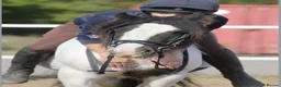 Irish Cob horses for sale: Cash  - Advert 4