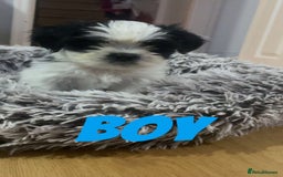 Shih Tzu dogs for sale: Shih Tzu Puppies - Image 22